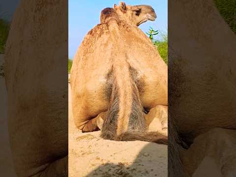 كانت الناقة جالسة شاردة في أفكارها ثم فجأة جلس الجمل بجانبها وما حدث بعد ذلك لا بد أن تروه 
