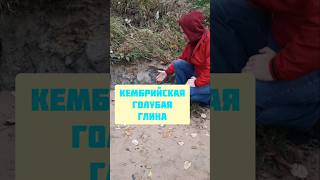 Кембрийская лечебная голубая глина #shorts#лес#глина
