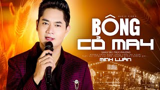 Bông Cỏ May - Minh Luân Mv Official