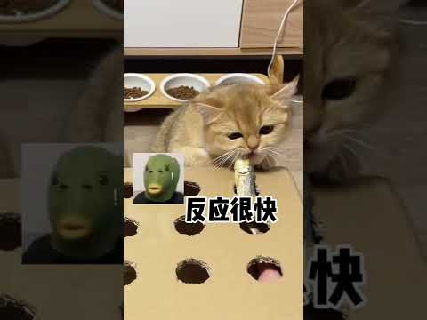 【牛奶是只猫】小老三……也不知道遗传谁……