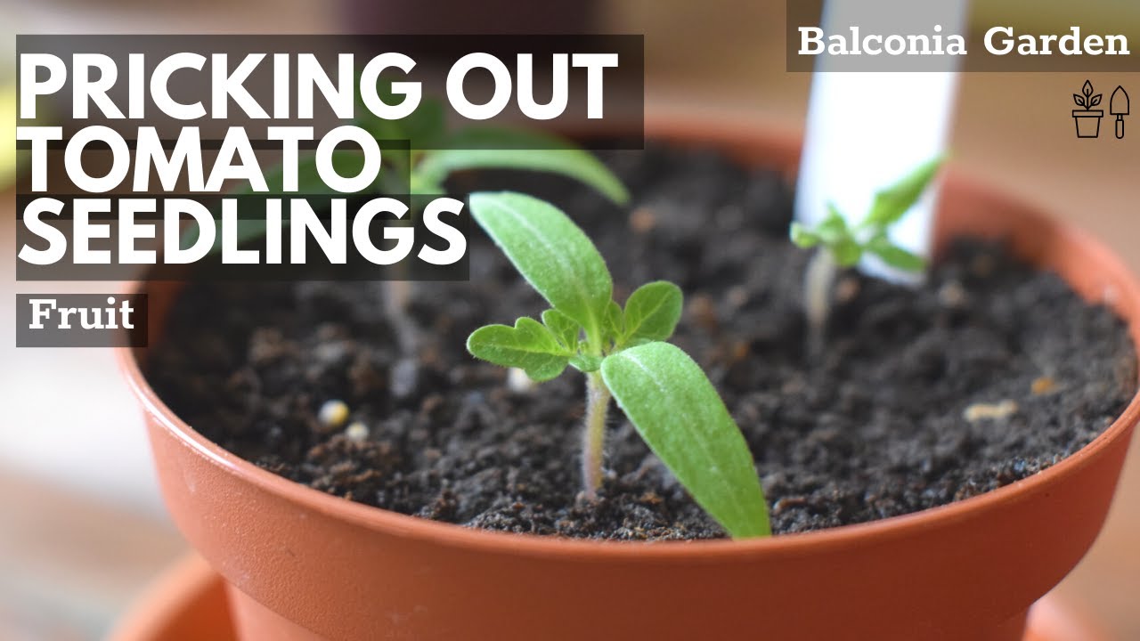 Pricking Out Tomato Seedlings: How to Grow Tomatoes at Home Part 2