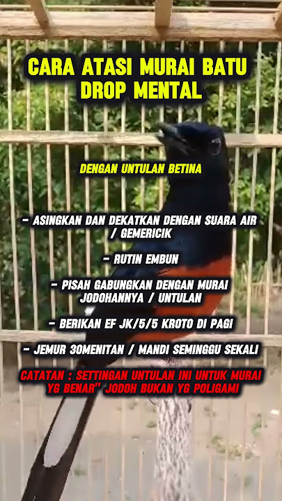 cara atasi murai drop mental #muraibatu