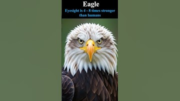 EagleEagle | Eyesight is 4–8 times stronger than humans.