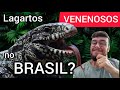 Lagartos Venenosos no Brasil ??? - Quintal do Willi #lagartos #Teiú #pets