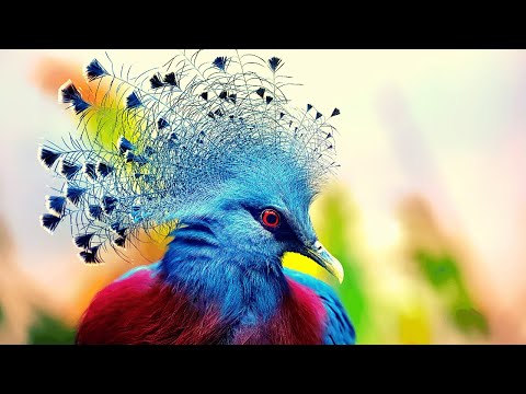 | Most Beautiful || Victoria Crowned Pigeon |