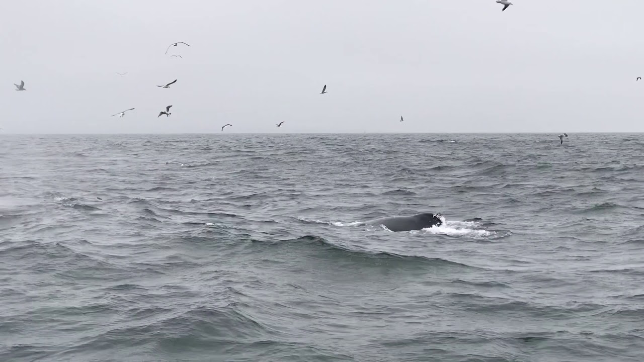 Monterey Whale Watching - YouTube