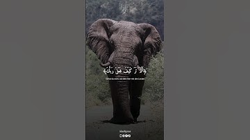 سورة الفيل بصوت القارئ ماهر المعيقلي