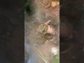 Giant African Bull Frog Chowin Down Down Mouse Dinner! #foryou #yummy #amphibians