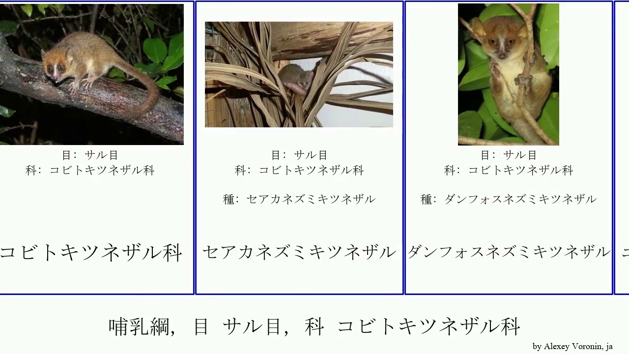 哺乳綱 目 サル目 科 コビトキツネザル科 哺乳綱 目 サル目 科 コビトキツネザル科 Mammal Primate Order Primate Cheirogaleidae Fuse Youtube
