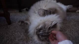 Beautiful Siberian cat begging for tummy rub