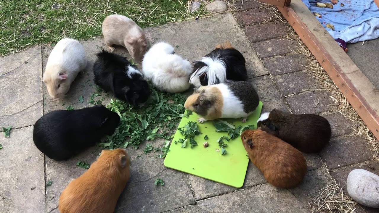 Picture of Guinea pig breakfast time - YouTube