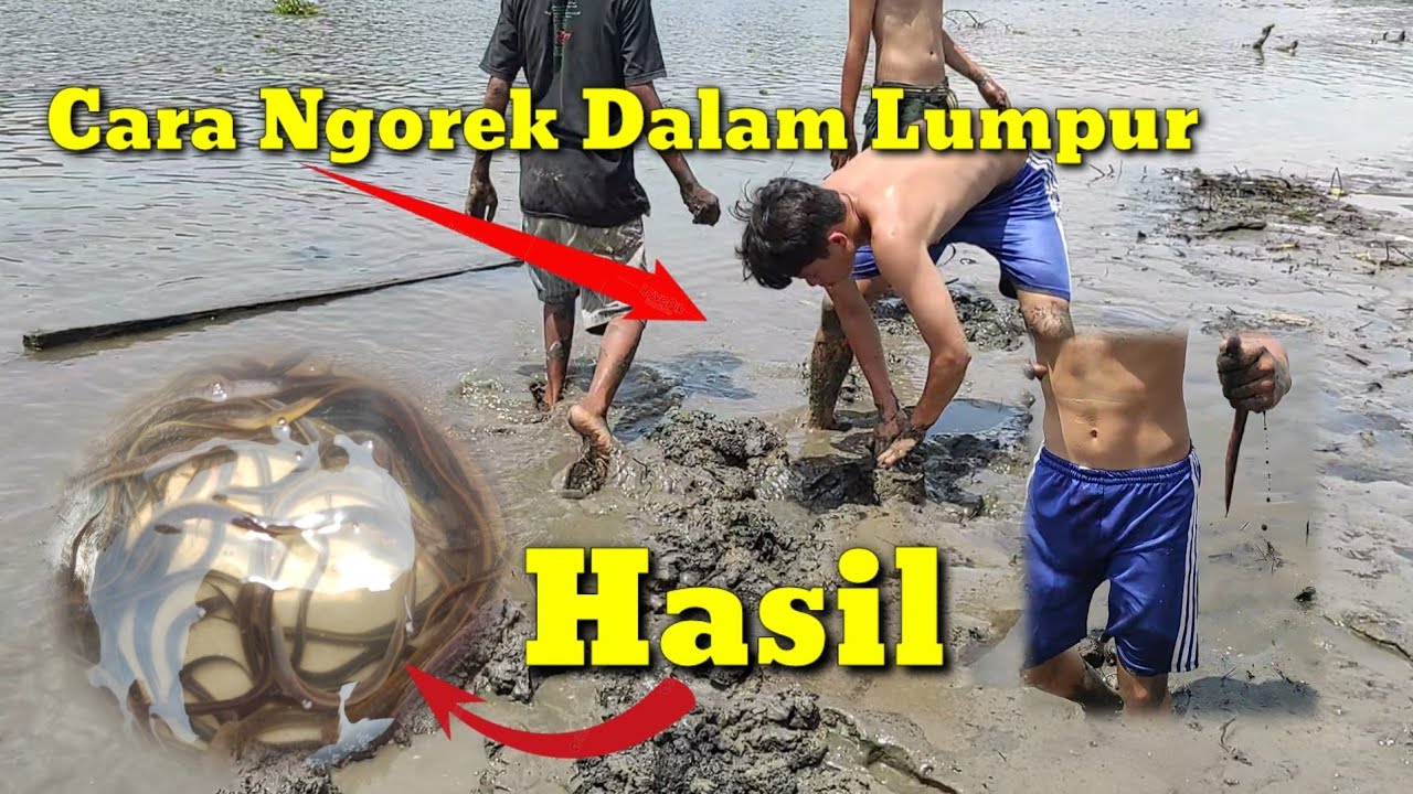 Cara Mencari Baluang/Belut Laut Di Dasaran Muara Saat Air Pasang Surut!!!!