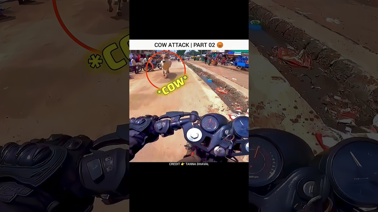 Cow Attack 😡 | Motovlogs