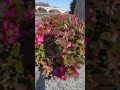Beautiful Flowers 💐 in Japan #skill #funny #wuxiafilm