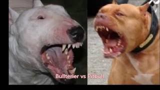 Bullterier vs Pitbull by Emily Haddock 504 views 7 years ago 1 minute, 31 seconds