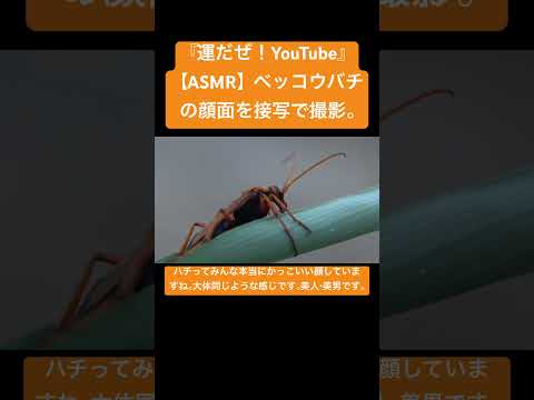 【ASMR】ベッコウバチの顔面を接写で撮影。 #sdgs #クワガタ #asmrsound #カブトムシ #wasp #bee #vespa #insects #mukbang #bug #yt