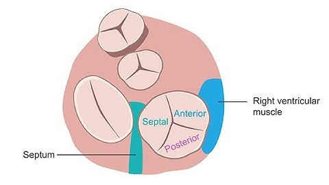 Imaging the tricuspid valve in echocardiography