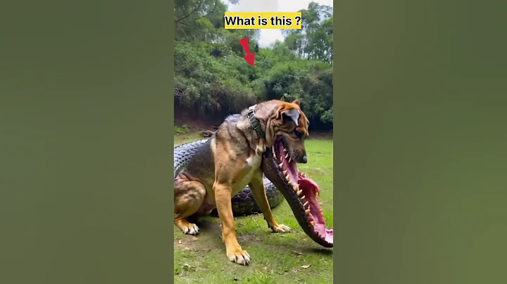 Dog with crocodile mouth😱 #dog #animals #shorts #fyp #video #viralshorts #short #funkylols