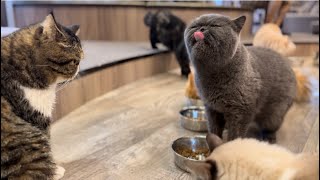 かわいいネコとのふれあい❤もふもふ天国【猫カフェMOCHAモカ渋谷公園通り店】