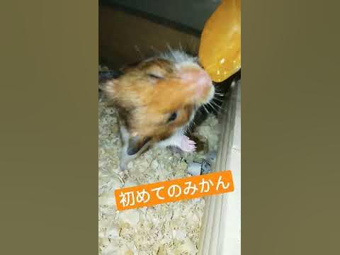 初めてみかんを食べるハムスター🍊#ハムスター#ゴールデンハムスター #ハムスターみかん - Hq2