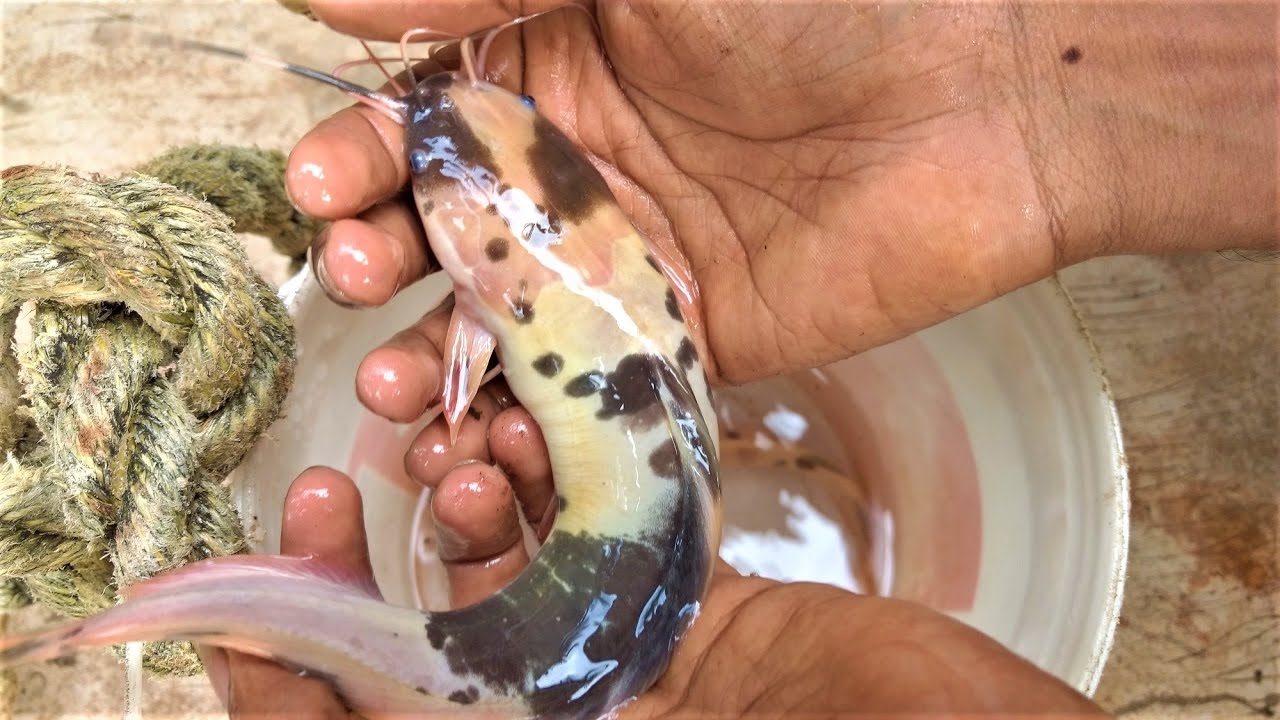 walking catfish aquarium Walking catfish aquarium feeding and care