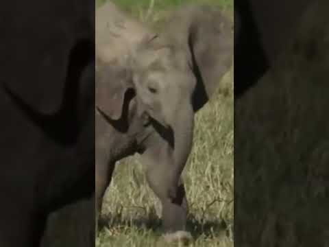 🐘 ¿Sabías que