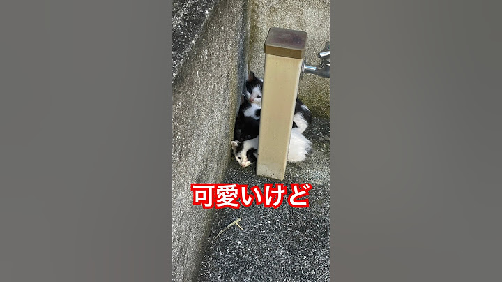 朝から子猫が、、、 #子猫 #野良猫 #親猫