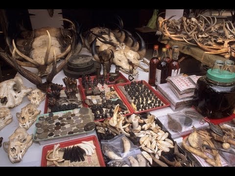 illegal-billion-dollar-wildlife-trade-in-asia---what-can-be-done-to-stop-it?