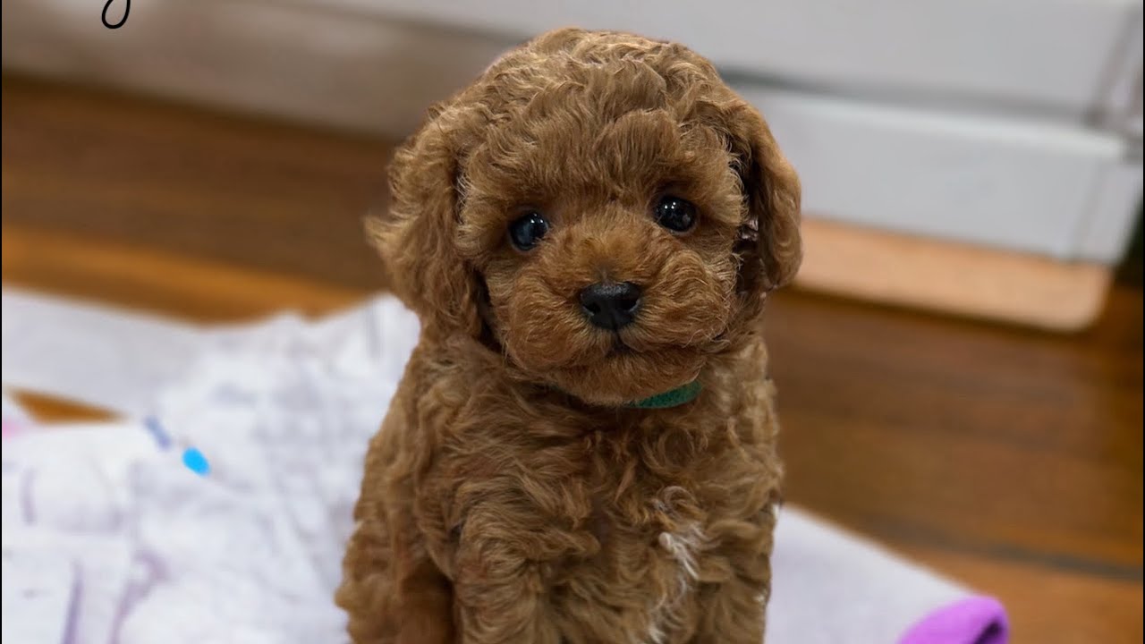 Dibby’s Children ~ the tri-state best toy poodles