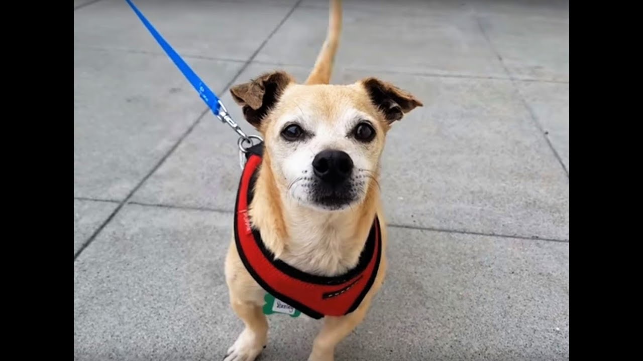 Stanley, a 12-year-old Terrier/Chihuahua mix at Muttville rescue dogs rock nyc