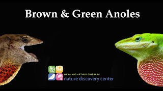 Prototype Documentary: Anole Lizards at the Nature Discovery Center