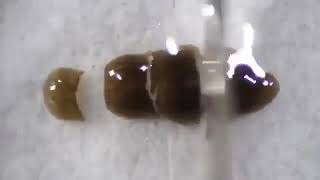 The regeneration process of planarians is giving wolverine vibes. #shorts