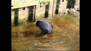 HighSpeed reference - Water and birds