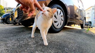 駐車場のネコはアクビをしながら今日も一日を過ごしてゆく