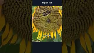 Download Lagu sunflower harvest MP3