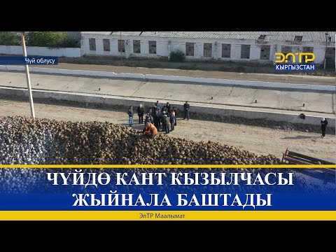 Video: Кызылча кайда өстүрүлөт?