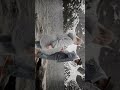 #lovely#viralvideo#viralsong