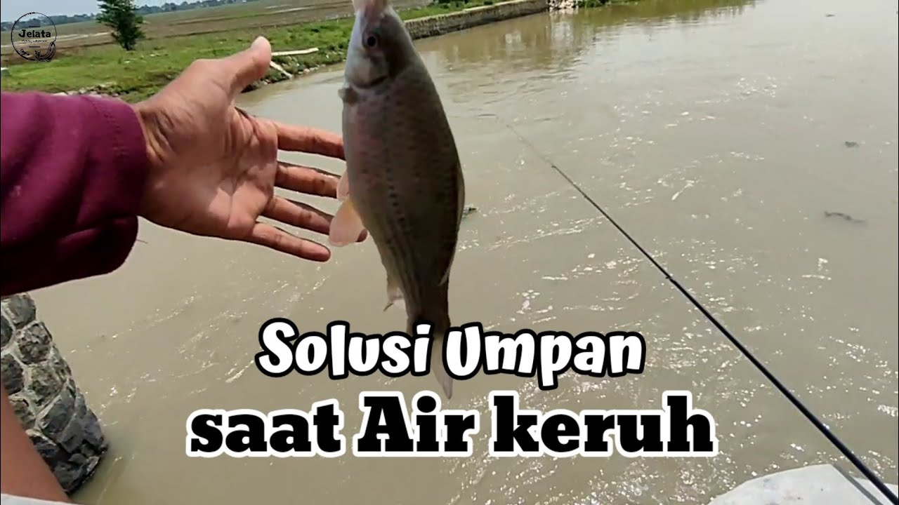 Umpan ikan tawes dan nilem saat air keruh #mancingmania #arusderas #nutul