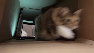 猫が勢いよく突っ込んできたw