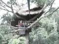 HTGL part 4 of 7: Laos (Gibbon Experience, Luang Prabang)