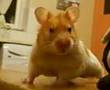 sexy harry the hamster crazy happy birthday video "SWEARING"