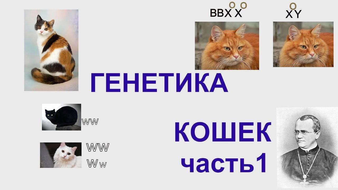 Cat warriors f2u base. генотип кошки. генетика кошачьих окрасов. генетика кошек. сцепленное с полом наследование черепаховая кошка.