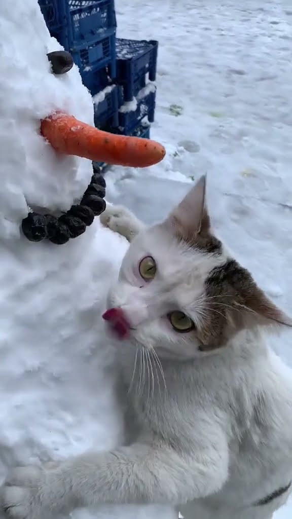 Top des vidéos très mignon ♥️ ❄️ ♥️ ❄️ ♥️ ❄️