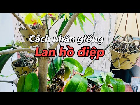 Cách Nhân Giống Lan HỒ ĐIỆP Đơn Giản Nhất ít người biết | Foci