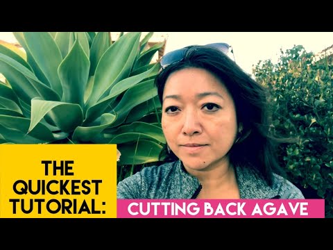 Videó: Le tudod vágni az agavé törzsét?