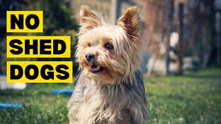 Top 10 Dog Breeds that DON'T Shed by Planet of Predators 568 views 4 months ago 3 minutes, 1 second