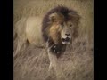 Scarface king of the Mara