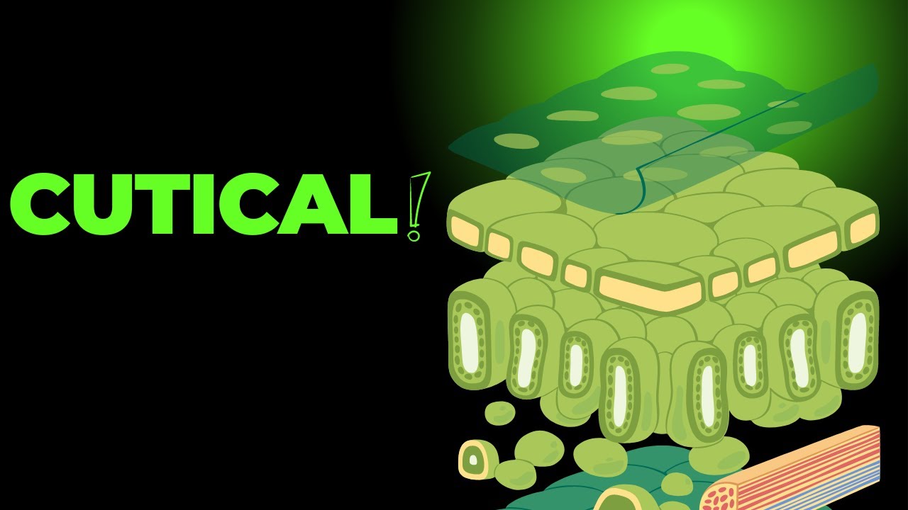 Leaf Structure and Function - YouTube