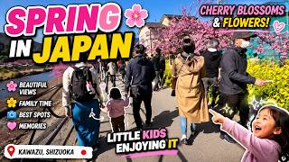 Blooming Cherry Blossoms Japan | Kawazu Sakura Are Early Blooming