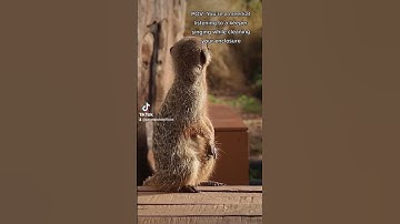 Thumbnail of Who doesn’t love a song along whilst cleaning 🕺 #zoo #meerkats